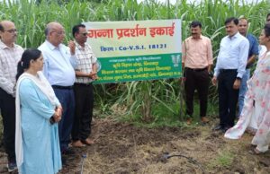 कृषि विज्ञान केंद्र छिंदवाड़ा का गन्ने की नवीन क़िस्म का नवाचार