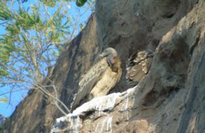 तामिया वन परिक्षेत्र में गिद्धों की बढ़ी संख्या, तीन दिवसीय गणना में 53 व्यस्क गिद्ध दर्ज
